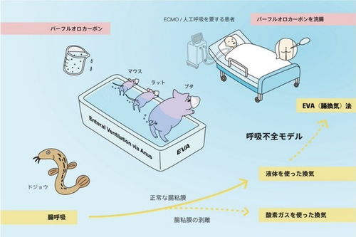 日本研究 eva 肛门呼吸法 或助患者维持供氧